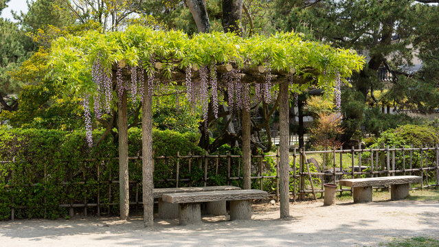 Wisteria hanging on a park bench