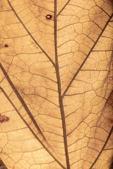 Backlit autumn leaves with texture. fall season colors for backgrounds. Wonderful texture of fallen...