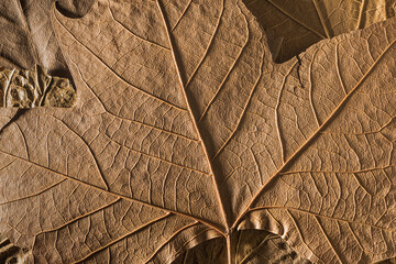 Dry autumn leaf texture, macro photography