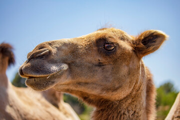 Chameau de Bactriane