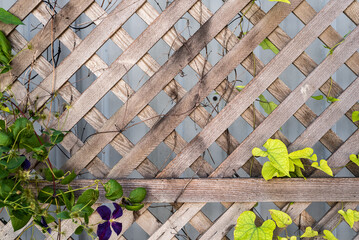 Rustic wooden wall for wedding portraits - 530590083