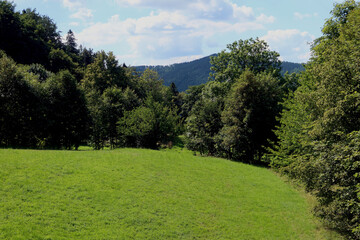 Green grass. Meadow in the mountains