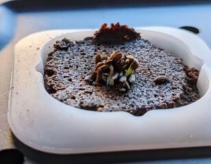 the life of a plant develops in artificial light