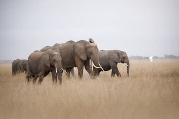 Obraz premium Elephants in the savannah