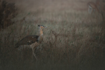Kori bustard, Ardeotis kori, largest flying bird native to Africa. Bird in the grass, evening light. Wildlife scene from African nature