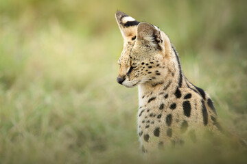 Portrait of a serval