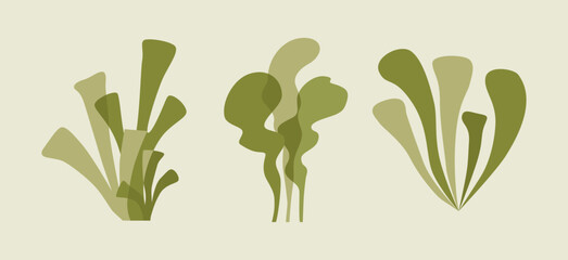 A set of seaweed marine plants and corals