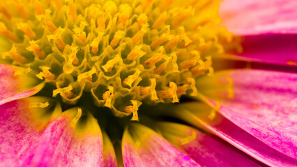 close up of a pink daisy flower