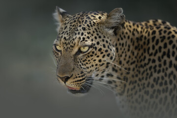 Fototapeta na wymiar Close-up portrait of a Leopard, Panthera pardus