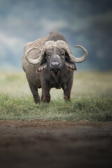 Fototapeta premium Portrait of a Buffalo, Syncerus caffer