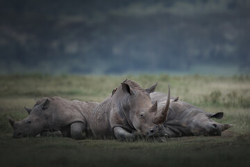 Sleeping rhinos in the savannah.