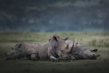 Fototapeta premium Sleeping rhinos in the savannah.