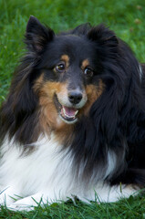 Portrait of beautiful black, tan, and white Shetland Sheepdog, also known as a Sheltie, a herding dog is looking off to the side, laying on grass.