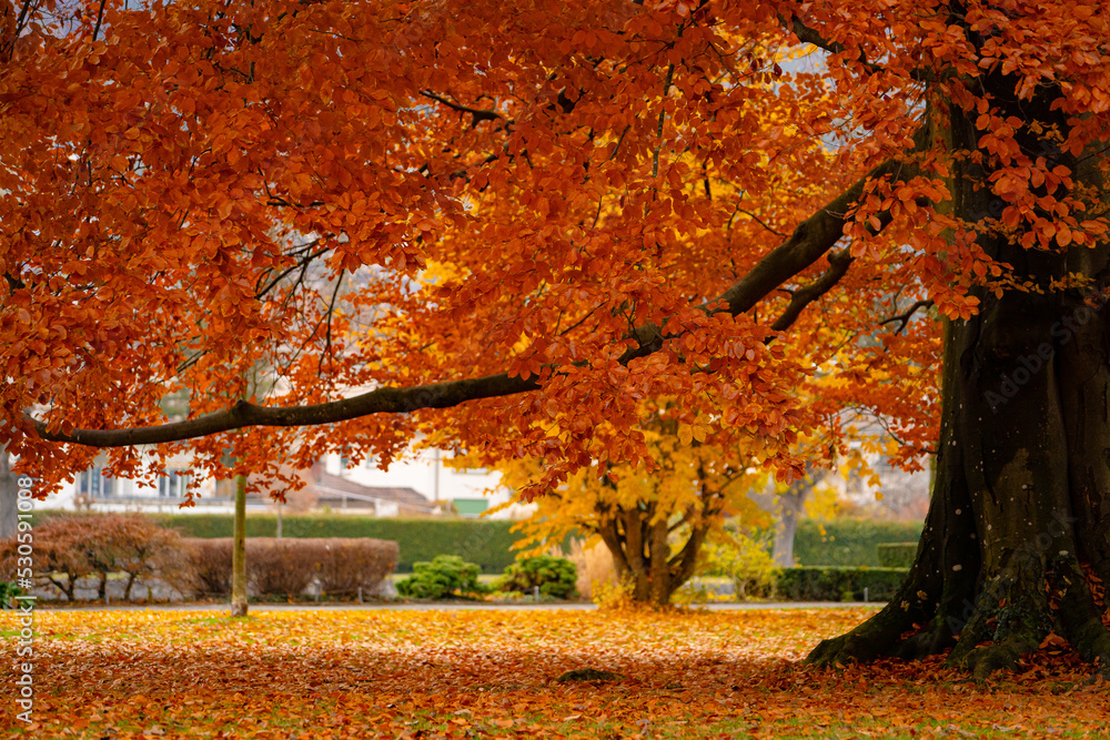 Wall mural schadau park and castle , beautiful scenic area and schloss schadau near lake aare during autumn , w