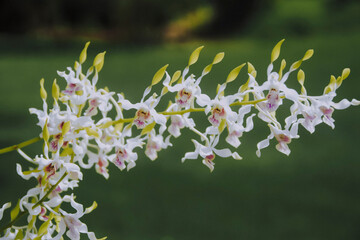 White Antelope Dendrobium orchid flower in garden.