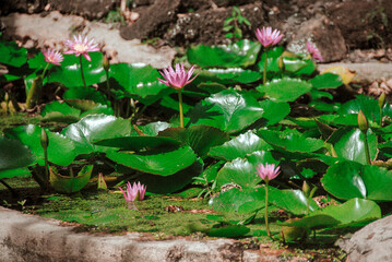 Pink lotus or water lily flowers on pond