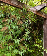 Naklejka na ściany i meble Green ivy in the garden. Wooden beams.