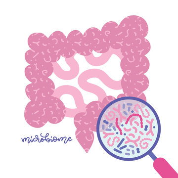 Gut microbiota viewed under a magnifying glass. Human gut and microbiome concept. Glat vector illustration for topics like digestive system, probiotics, imminity, health checkup.