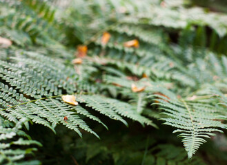 Green fern stems and leaves