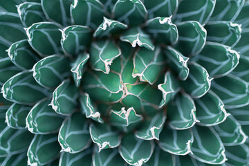 Agave victoriae-reginae, the Queen Victoria agave or royal agave plant. Leaves at the centre of a symmetrical succulent plant.