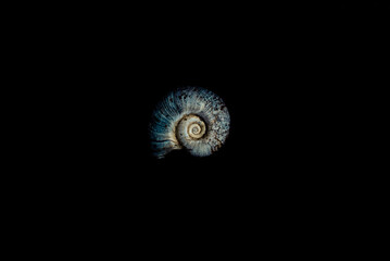 nautilus shell on black background