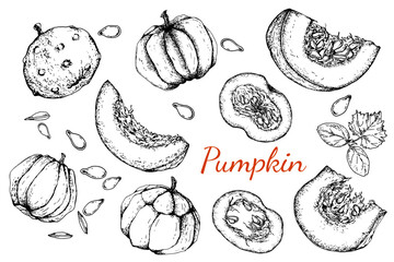 Pumpkin set. Whole and pieces of pumpkin, seeds and plant sprout. Black and white stock illustration. Sketch. Hand drawn. Isolated. Engraving.Great for vegetarian food labeling, packaging and design