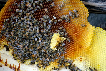 Bees working on honey cells. a bunch of wild bees on the nest make honey