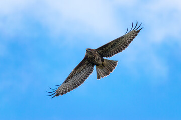 eagle in flight