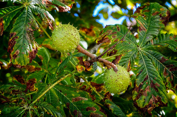 Thorny horse chestnuts