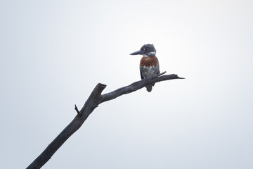 Giant Kingfisher, Afrikaanse reuzenijsvogel, Megaceryle maxima