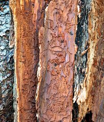 Pieces of bark with bark beetle galleries under the bark of a conifer tree, Austria
