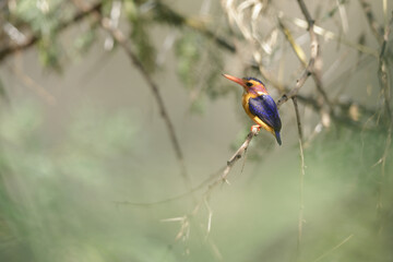 Malachite Kingfisher, Kleine gekuifde ijsvogel, Alcedo cristata