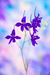 Fototapeta na wymiar Consolida regalis. Blue wild flower. Isolated on a white background