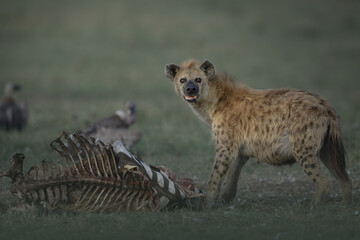 Spotted hyena in the savannah