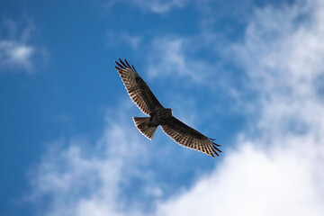 eagle in flight