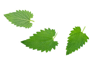 Three fresh melissa leaves isolated on white background. Kitchen herb