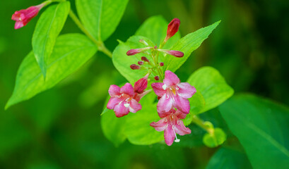 Fototapeta premium Flowering Weigela Bristol Ruby. Selective focus and close-up of beautiful bright pink weigela flowers against evergreen in ornamental garden. Flower landscape for nature wallpaper. 