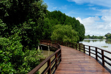 Fototapeta na wymiar Red wooden bridge walkway leading straight out of the mangrove forest. Under the blue sky and white clouds. and there is a river on the side. At Phra Chedi Klang Nam, Pak Nam, Rayong, Thailand.