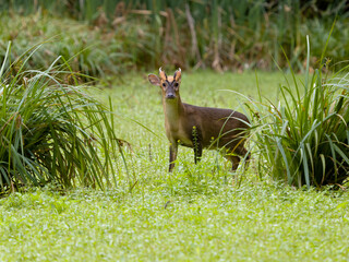 Muntjac, Muntiacus reevesi