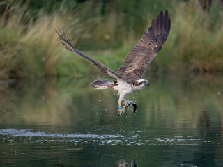 Osprey, Pandion haliaetus