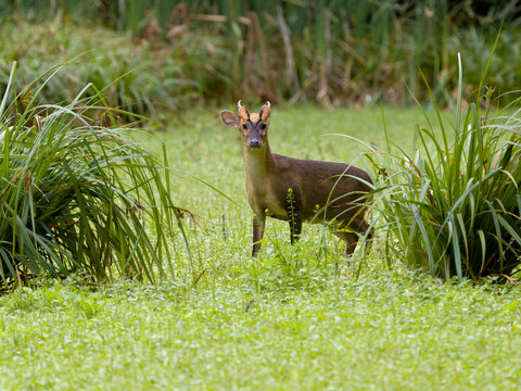 Muntjac, Muntiacus Reevesi