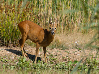 Roe deer, Capreolus capreolus