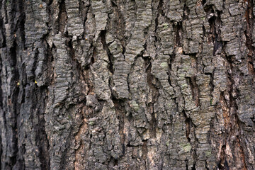 Old Wood Tree Texture Background Pattern. Tree bark.