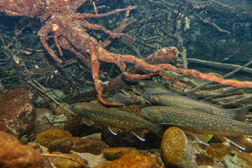 Underwater photography of Miyabei Wana in Lake Shikaribetsu, Hokkaido