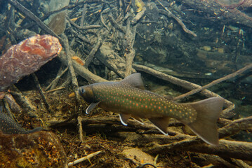 Underwater photography of Miyabei Wana in Lake Shikaribetsu, Hokkaido