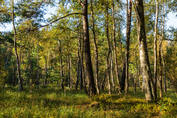 Fototapeta premium A forest grove illuminated by the afternoon sun