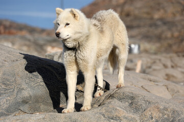 Husky, sled dog photographed in the small village Uummannaq