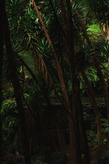 Rain forest in the jungle
