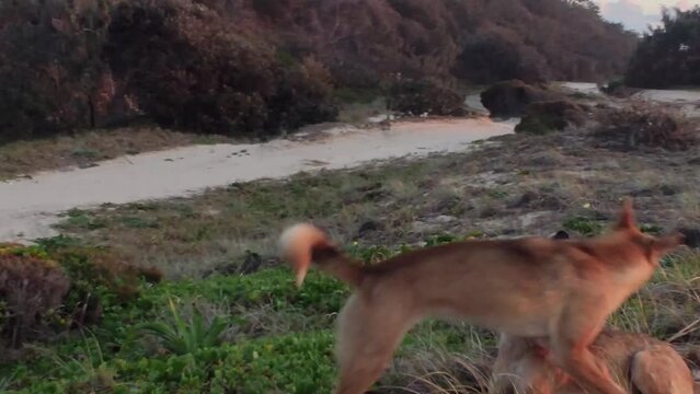 Two wild dingos playing and running in the beach to sunrise in Fraser Island