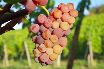 a bunch of pink muscat grapes close-up in sunset rays in a vineyard in the early autumn